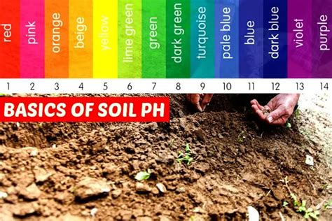 How To Test Soil Ph At Home Without A Test Kit