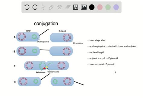 Solvedwhich Of The Following Statements Is True A Conjugation Requires A Sex Pilus Extending