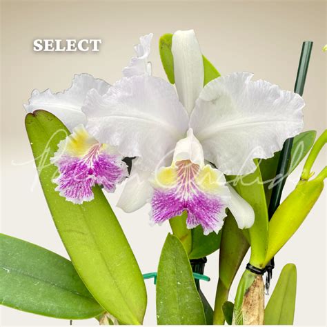 Cattleya Lueddemanniana V Coerulea — Palmer Orchids