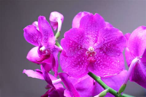 Pink Colour Vanda Orchid Flower Stock Image - Image of blooming ...