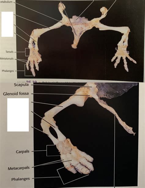 Necturus Mudpuppy Skeleton Diagram Quizlet