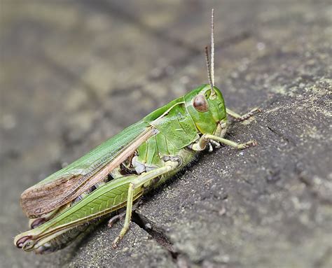 Common Green Grasshopper Omocestus Viridulus Messingham  Flickr