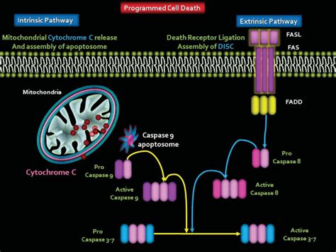 All cells are programmed to die (apoptosis). Apoptosis results in ...