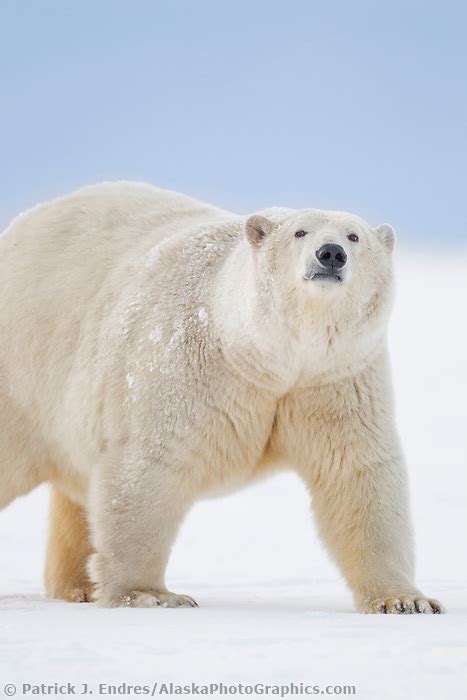 Female Polar Bear