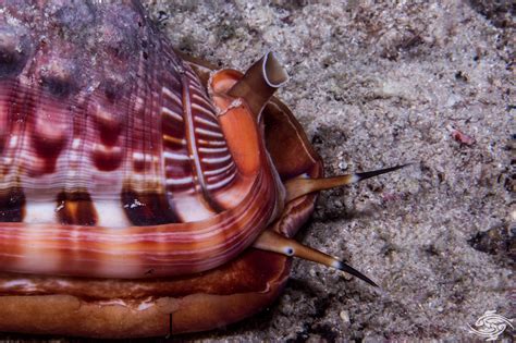 Red Helmet Shell - Facts and Photographs - Seaunseen