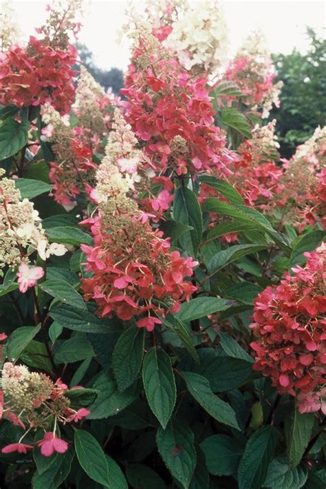 Proven Winners Pinky Winky Panicle Hydrangea Buy At Nature Hills