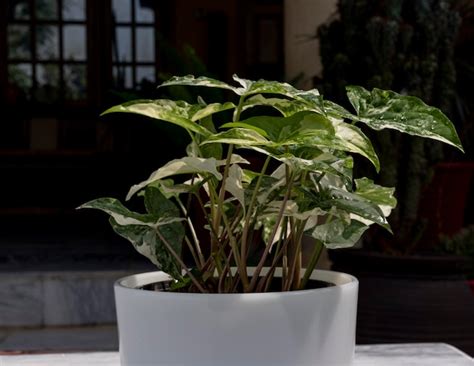 Premium Photo Syngonium Albo Variegata In A White Marble Pot