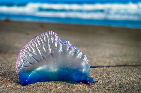 portuguese man o war fish