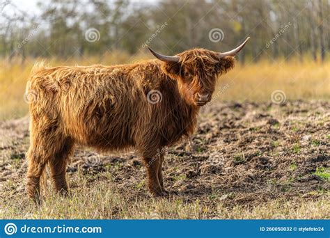 Brown Scottish Highland Cattle In A Pasture On The Cosim Peninsula At