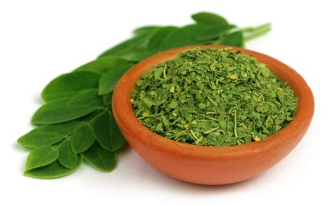 Propiedades benéficas de la moringa una planta medicinal milenaria