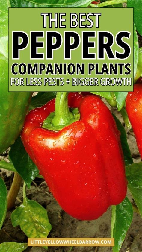 Pepper companion plants for bigger better harvests – Artofit