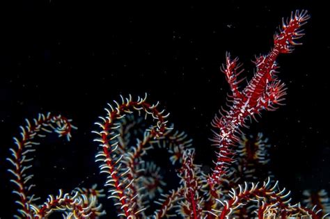 Dark Coral Images - Free Download on Freepik