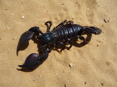 HD Wallpaper Black Scorpion On Sand Emperor Scorpion Desert Sand