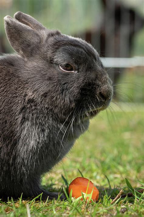 A Grey Dwarf Rabbit Eating A Carrot Photograph By Stefan Rotter Pixels