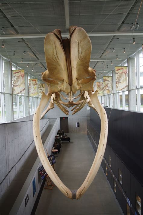 Great Blue Whale Skeleton at Beaty Biodiversity Museum