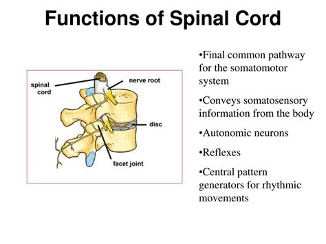 PPT - ALL ABOUT THE SPINAL CHORD PowerPoint Presentation, free download - ID:274769