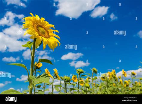 Blooming Field Of Sunflowers On Blue Sky Stock Photo Alamy