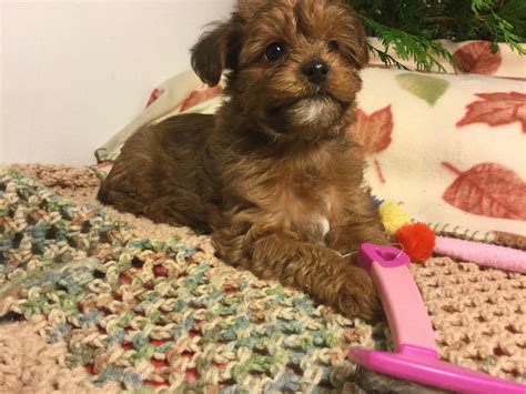 Puppies For Sale Yorkiepoo Yorkiepoos Yorkipoos F Category In