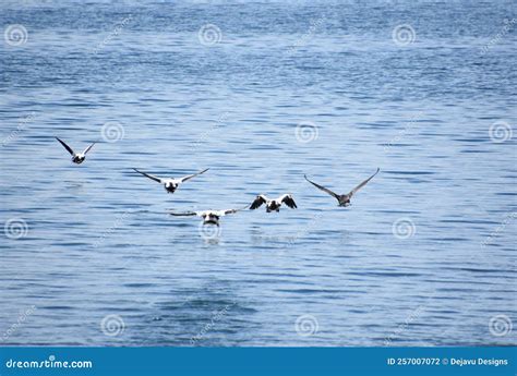 Ducks Flying in Formation on a Summer Day Stock Photo - Image of aviary ...