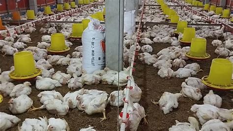 Mantap Ayam Broiler Umur 28 Hari Bobot 1767 Gram Kandang Close