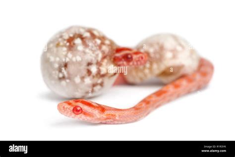 Corn Snake Hatching Pantherophis Guttatus Guttatus Also Know As Red