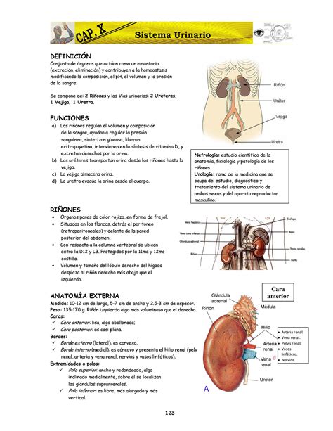 Cap X Libro De Anatomia Nivel Pre Sistema Urinario Definici N