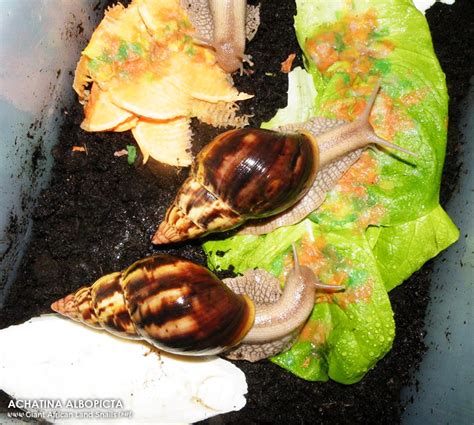 ACHATINA ALBOPICTA - GIANTAFRICANLANDSNAILS