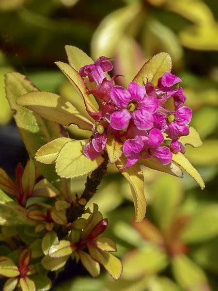 Escallonia Glowing Embers Escallonia Glowing Embers Le Jardin