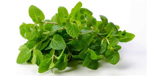 Freshen Up Your Knowledge: The Benefits of Spearmint