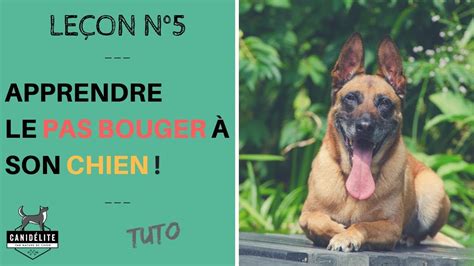 Apprendre le PAS BOUGER à mon chien TUTO YouTube