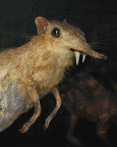 San Acitos Dirt Shrew