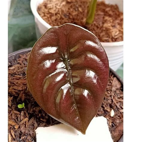 Jual Tanaman Hias Alocasia Cuprea Keladi Tengkorak Hitam Shopee