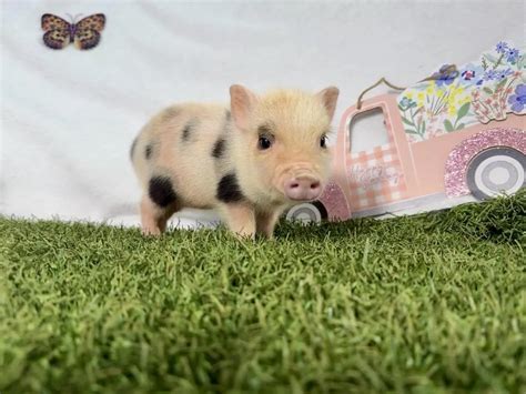 Cheap Teacup pigs