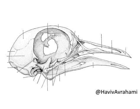 Bird skull anatomy lateral view Quiz