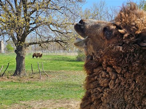 Blank Park Zoo (@blankparkzoo) / Twitter