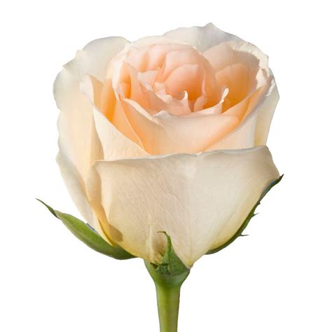 Globalrose Fresh Peach Color Roses (250 Stems)-versilia-250 - The Home ...