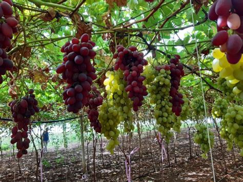 Le Nuove Variet Di Uve Apirene A Macfrut Lattivit Di Breeding Dell