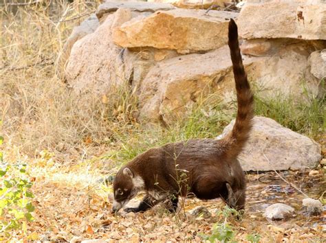 The Wildlife Of Arizonas Sky Islands Naturetrek