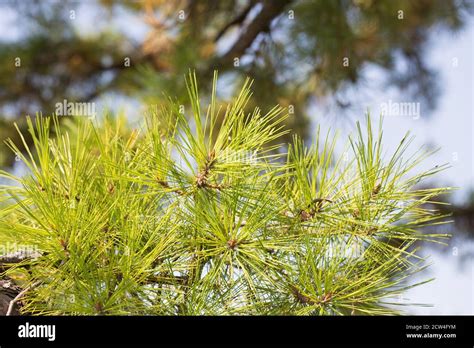 Pinus Rigida Pitch Pine Tree Close Up Stock Photo Alamy