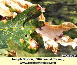 Oak Anthracnose – Fox Tree Service