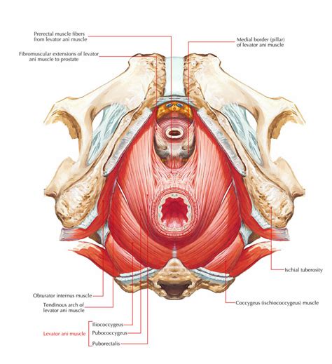 Understanding The Pelvic Floor Muscles And Pelvic Pain Somatic