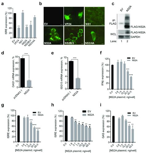 ZIKV NS2A Inhibits IFN Production And IFN Signaling Responses A