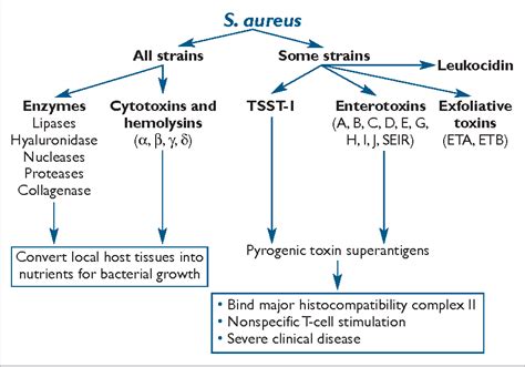 Toxic Shock Syndrome Pathogenesis