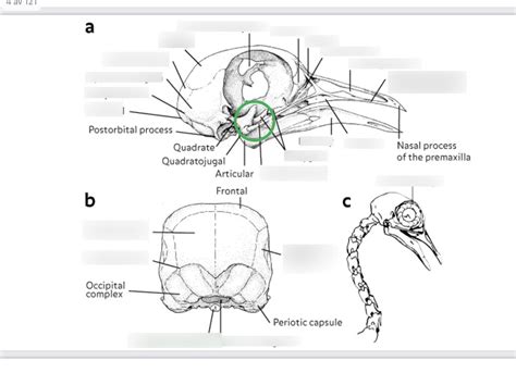 bird skull Diagram | Quizlet