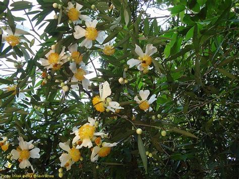 national symbols of sri lanka