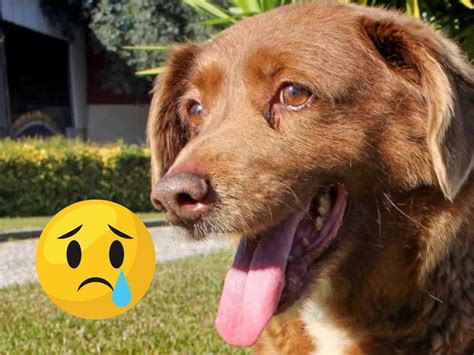 Bobi el perro más viejo del mundo fallece a los 31 años