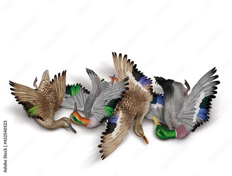 La Chasse Tirer Canard Colvert Sarcelle Nature Morte Femelle