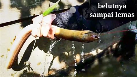 Mancing Belut Besar Di Dasar Tembok Kolam Yang Dalam Youtube