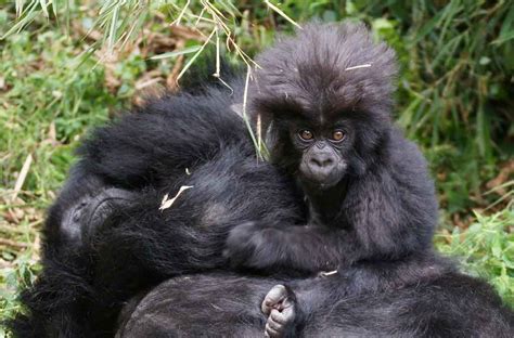 What To Expect During Gorilla Trekking In Rushaga Sector Of Bwindi