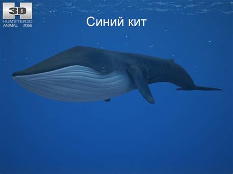 Синий кит - презентация онлайн